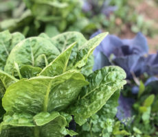 Orto-di-Costanza-4 Orto-di-Costanza-4